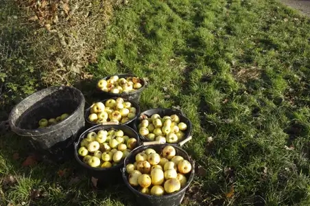 La dernière récolte de pommes à la Bintinais