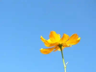 Fleur jaune en plein été