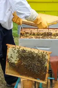 Apiculteur ouvrant sa rûche pleine d'abeilles