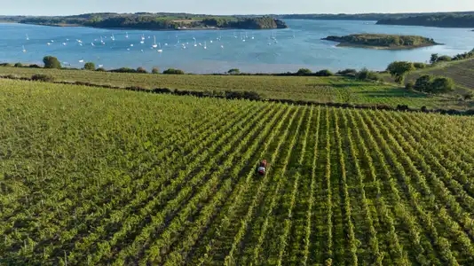 Vignoble breton en bord de Rance