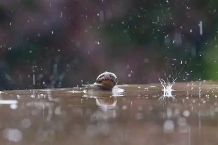 Escargot sous la pluie