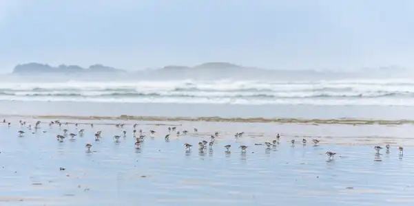 plage de Kermabec à Tréguennec également le territoire des bécasseaux sanderling