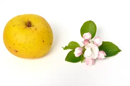 fleurs de pommier et pomme
