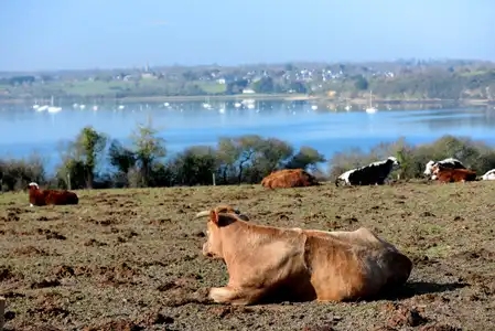 Vaches à Saint-Suliac