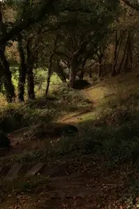 Sentier pédestre en forêt