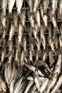 Sardines sur une grille au sein d'une conserverie