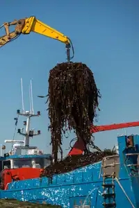 Déchargement de la récolte d'algues