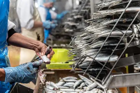 Etripage à la main de sardines dans une conserverie