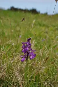 Orchis mascula dans une prairie
