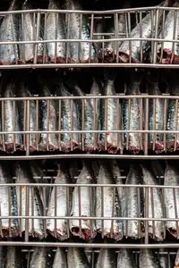 Sardines "Têtes en bas" dans leur grille, en conserverie de poisson