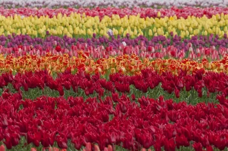 Champ de tulipes multicolores