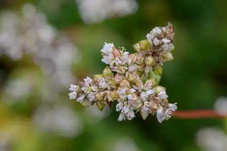 Détail d'un plant de sarrasin en fleurs