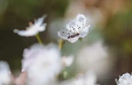Fourmi sur sa fleur