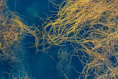 Algues Himanthalia elongata ou spaghetti de mer en surface