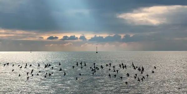 nuée d'oiseaux au dessus de la mer