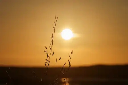 herbes sauvages devant un coucher de soleil en bord de mer, en contre-jour