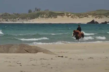 cheval breton jument bretonne marchant dans la mer et dans les vagues