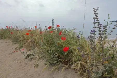 Fleurs de bord de mer en Bretagne