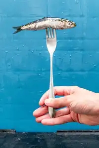Une sardine au bout d'une fourchette
