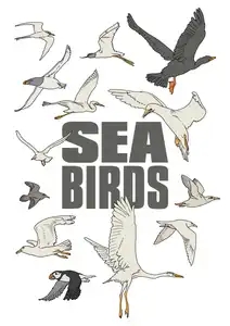 Oiseaux marins en illustrations, SEA BIRDS
