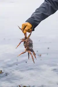 Pécheur tenant une araignée de mer