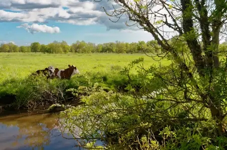 Vaches se reposant près d'un canal du marais Jean-Jacques Audubon à Couëron