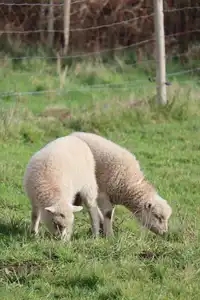 Agneaux - moutons - lande de bretagne