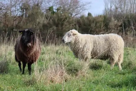 moutons lande de bretagne - pays bigouden