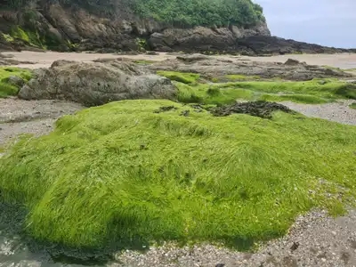 Algues vertes sur un rocher