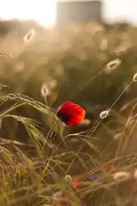 Une fleur de coquelicot dans un champ de chatons au coucher du soleil