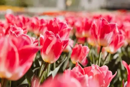 Tulipes - Fleurs - Printemps