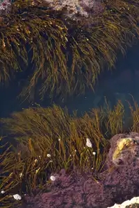 algues dans une mare salée à marée basse