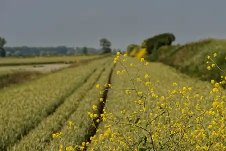 fleurs de Colza devant un champ de céréale le long d'un talus