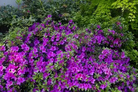 Arbuste à fleurs violettes