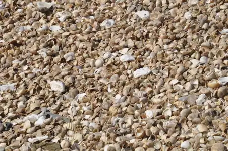 Coquilles vides de crépidules rassemblées sur la Pointe de la Horen à Plérin