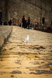 Mouette sur la plage de Saint-Malo (2)