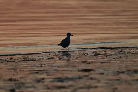 Oiseau au bord de l'eau, Mousterlin, Fouesnant, Bretagne