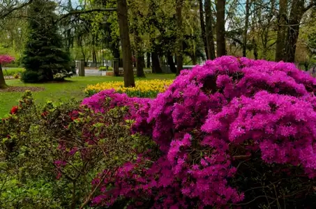 Floraison d'azalées au parc de Procé à Nantes