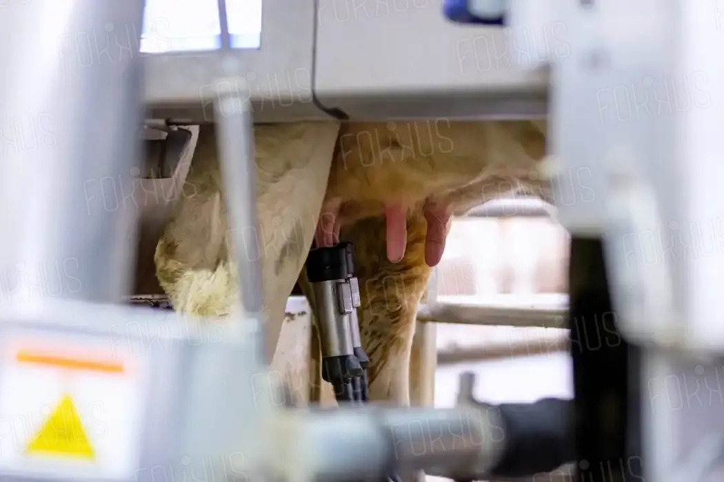 Production laitière : traite automatisée