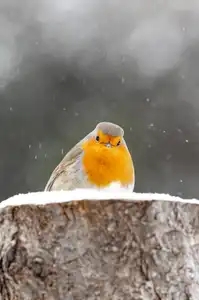 Oiseau dans la neige