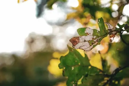Squelette de feuille d'automne en forêt de Loudéac