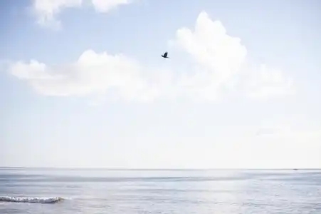 Envol d'un oiseau au dessus de l'eau