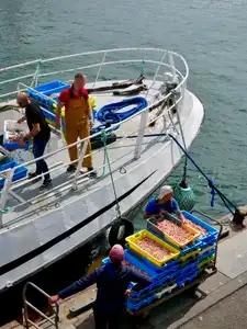 Débarque de la langoustine sur le port du Guilvinec