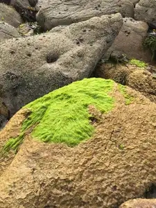 rocher et algue verte sur la plage des Blanc Sablons