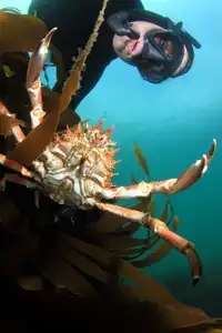 Photographie sous-marine - cueillette araignée en apnée