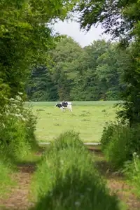 Vache au bout du chemin
