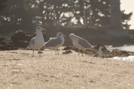 Groupe de goélands posés sur le sable à Bénodet