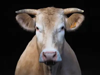 Portrait de vache