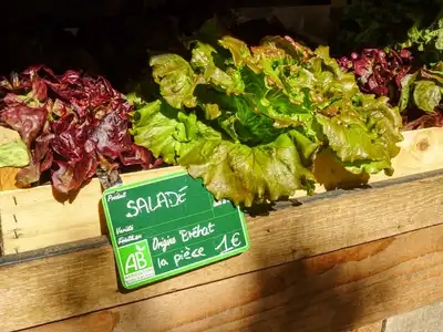 Vente de salades bio sur l'île de Bréhat