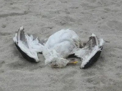 Goéland marin mort de grippe aviaire, Bretagne